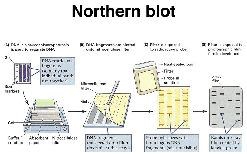 Can You Study Expression Levels Using Northern Blot?